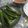 Cooksnap Najwa 🌱 semasa beliau membuat Bendi Air Asam.