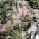Cooksnap dari Ratih Achdyarti untuk resep Tumis Kangkung Kuah Santan