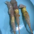 Cooksnap dari Rezza Fatwa untuk resep 773. Cilung (aci digulung) atau papeda