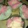 Cooksnap dari Dhina untuk resep Bolu kukus mekar anti gagal&tidak amis