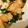 Alice 的 鹹五花 cooksnap