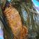 Cooksnap dari Nurul Fadila untuk resep Pepes Patin