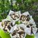 Cooksnap dari Astrid untuk resep Bolu Kukus Fiber Creme