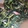 Cooksnap dari Amey untuk resep Kangkung sambel terasi