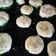 El cooksnap de lucgirl cuando hizo Zapallos con queso.