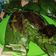 Cooksnap dari Khori Nur Fauziah untuk resep Nasi bakar ayam suwir kemangi