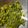 Charusheela Prabhu's cooksnap of when they made मेथी (Methi recipe in marathi).