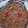 Cooksnap dari Sulis_UmmuSalma untuk resep Kerak Telor Rumahan