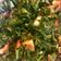 Cooksnap dari Handayani untuk resep Tumis Daun genjer