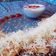 Gayatri joshi 's cooksnap of when they made ગોબી પનીર ચીઝ પરાઠા.