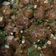 Hemaxi Patel's cooksnap of when they made ડ્રાય મન્ચુરિયન (Dry Manchurian Recipe in Gujarati).