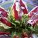 El cooksnap de Mariquilla cuando hizo Cogollos con anchoas.