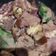Cooksnap dari Wuri Nur Hayati untuk resep Daging Kicik Khas Jogja