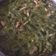 El cooksnap de norma vega cuando hizo Pollo en verde con ejotes.