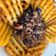 Cooksnap de Pedro Paulo Correia quando cozinhou Chilli com batatas do mercadona.