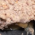 Cooksnap de Man'pro73 sur la recette Crumble de pommes à la noisette