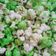 Cooksnap dari Anita D. Kartika Rini untuk resep Popcorn Rainbow Warna Warni