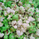 Cooksnap dari Anita D. Kartika Rini untuk resep Popcorn Rainbow Warna Warni