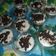 Cooksnap dari Maya Chismato untuk resep Puding Sutra Coklat