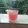 Aruna Thapar's cooksnap of when they made Guava crush.
