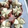 Cooksnap dari Dewi Wulan untuk resep Bolu Kukus Mekar Sprite