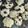 El cooksnap de ani cuando hizo Galletas rápidas de avena, miel y pasas.