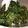 El cooksnap de C'è Anita cuando hizo 🥬 Chips de kale (tipo snack).