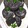 Cooksnap dari Kucingrabbit [ Anny ] untuk resep Cup Cake Oreo 2 Bahan