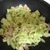 Jean 的 白花椰菜炒火腿 cooksnap
