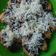 Cooksnap dari Risaftia Andini untuk resep Goreng Pisang Kepok