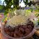 Cooksnap dari Muhamad Haer Varera untuk resep Brownies Lumer