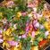 Shital Solanki's cooksnap of when they made કાંદા પૌવા.