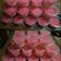 Cooksnap dari Noviana Liamsi untuk resep Puding coklat strawberry susu ala bundo tirsya