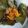 Cooksnap dari Rueda Adelia Rupati untuk resep Pepes Kemangi Patin Pedas