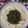 Vasudha Gudhe's cooksnap of when they made तांदुळजा (चवळी)पालेभाजी (tandulja palebhaji recipe in marathi).