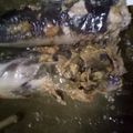 Cooksnap dari Kismi Yati untuk resep Pepes Ikan Mas Kemangi Bakar
