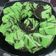 Cooksnap dari Ulla untuk resep Bolu Pandan Ketan Hitam Kukus