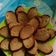 Cooksnap dari Nurbani Lukito untuk resep Bolu pisang panggang