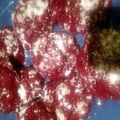 Karenyse Williams's cooksnap of when they made Red Velevet Cream Cheese Cake Cookies.
