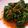 Cooksnap dari Maria Anna untuk resep Plecing Kangkung