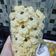 Cooksnap dari Julian Limes untuk resep Semprit susu