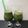 Levendula 🇭🇺 Cooksnap-ja, amikor elkészítette a(z) Madársalátás smootie🍏🌿 receptet.