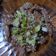 Cooksnap dari Kanditha Aliena Rechta untuk resep Bulgogi 블고기 /Korean Style Maninated Beef Barbecue