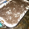 Audjane's cooksnap of when they made chocolate lasagna.