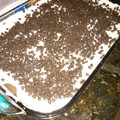 Audjane's cooksnap of when they made chocolate lasagna.