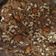 Prerita Shah's cooksnap of when they made ગુંદર ની પેદ(Gundar Ped Recipe in Gujarati).