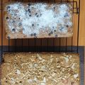 Cooksnap dari putri djayusman untuk resep Pumpkin Bread, mudah dan enak, tanpa mikser