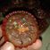 Cooksnap dari Cumi Cumi untuk resep Brownies kering mini cup