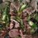Cooksnap dari Tia Dwi Irawandani untuk resep Tumis kambing cabe ijo