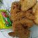 Cooksnap dari yaumil Amalia untuk resep Ayam kentucky yang super duper krispy